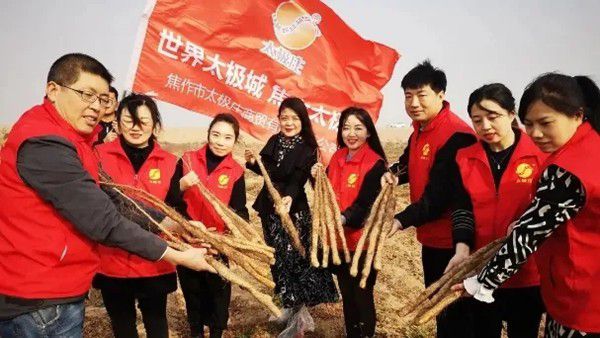 鐵棍山藥規(guī)模化、標(biāo)準(zhǔn)化種植