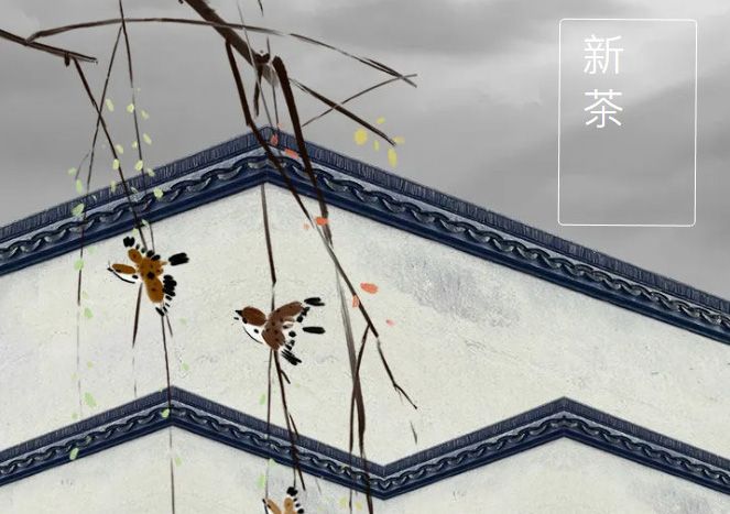 太極莊新菊上市！白菊婉清顏，芳香滿庭院
