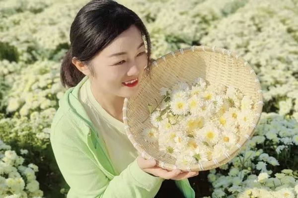 十一暢玩指南：太極莊懷藥小鎮(zhèn)！邂逅秋日花海，樂(lè)享田園時(shí)光！